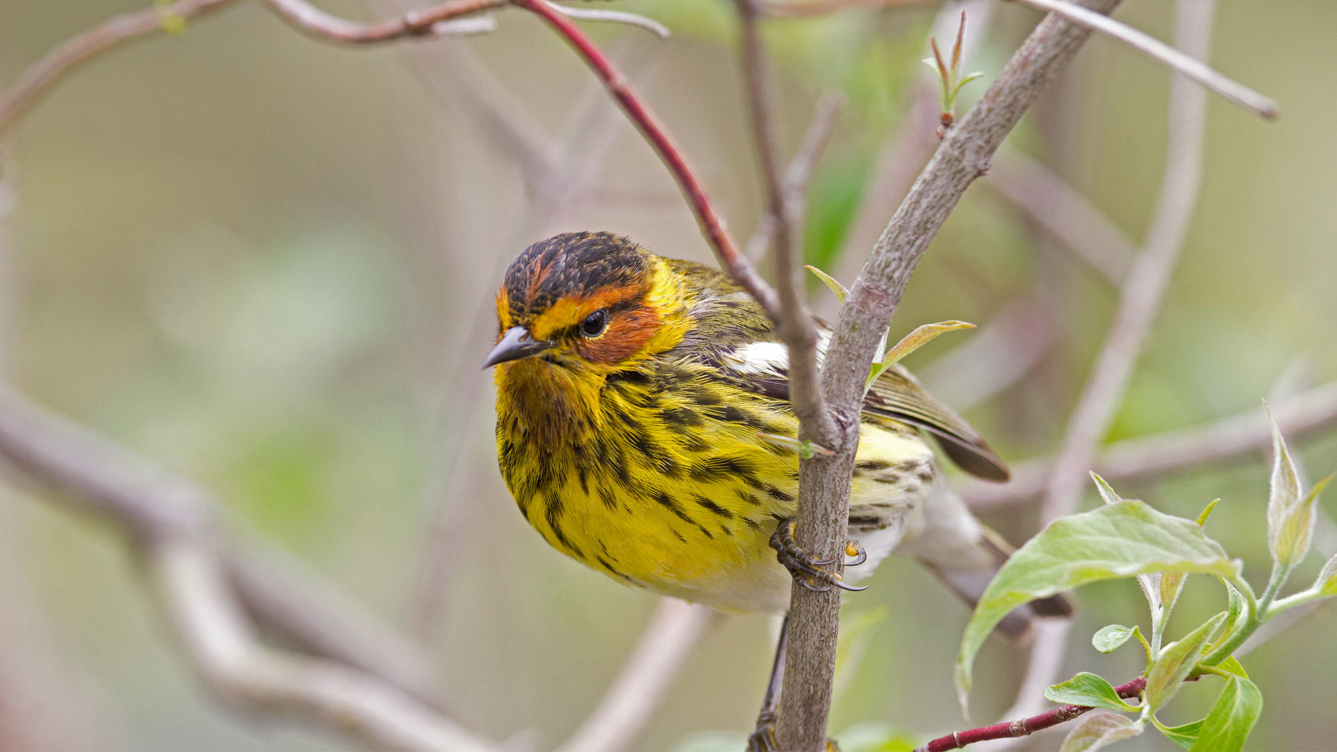 10 birds you’ll see on safari besides the big five